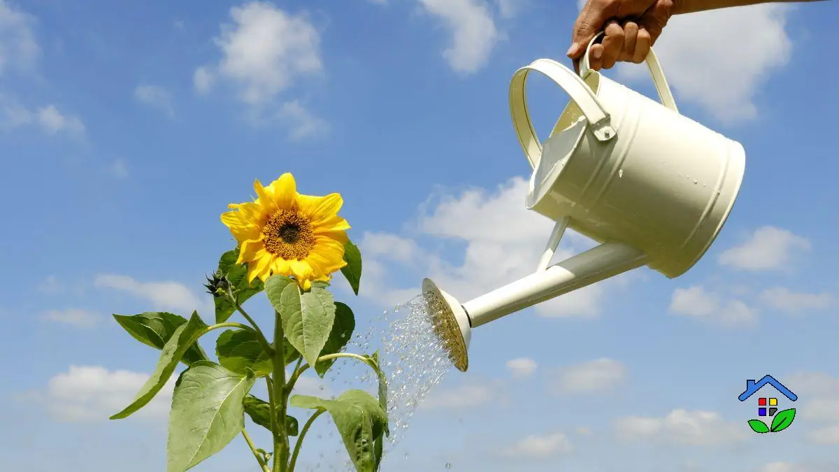 Watering in a Heatwave: The Critical Hour That Will Save Your Plants