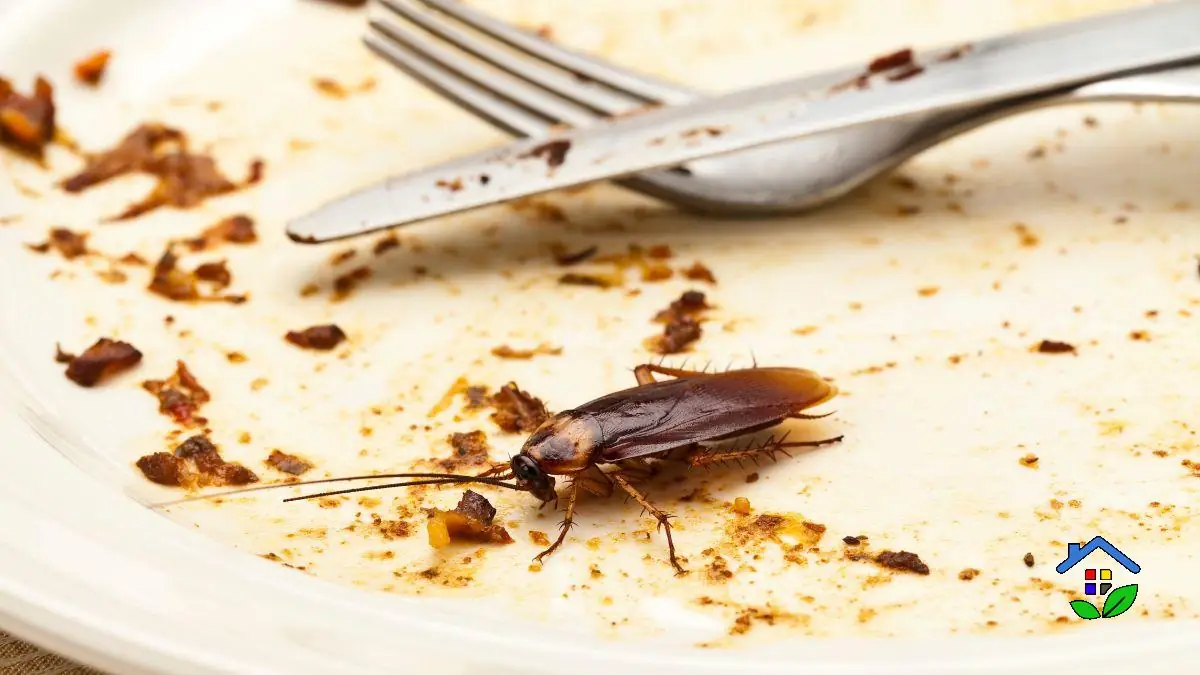 6 Proven Natural Ways to Get Rid of Cockroaches for Good
