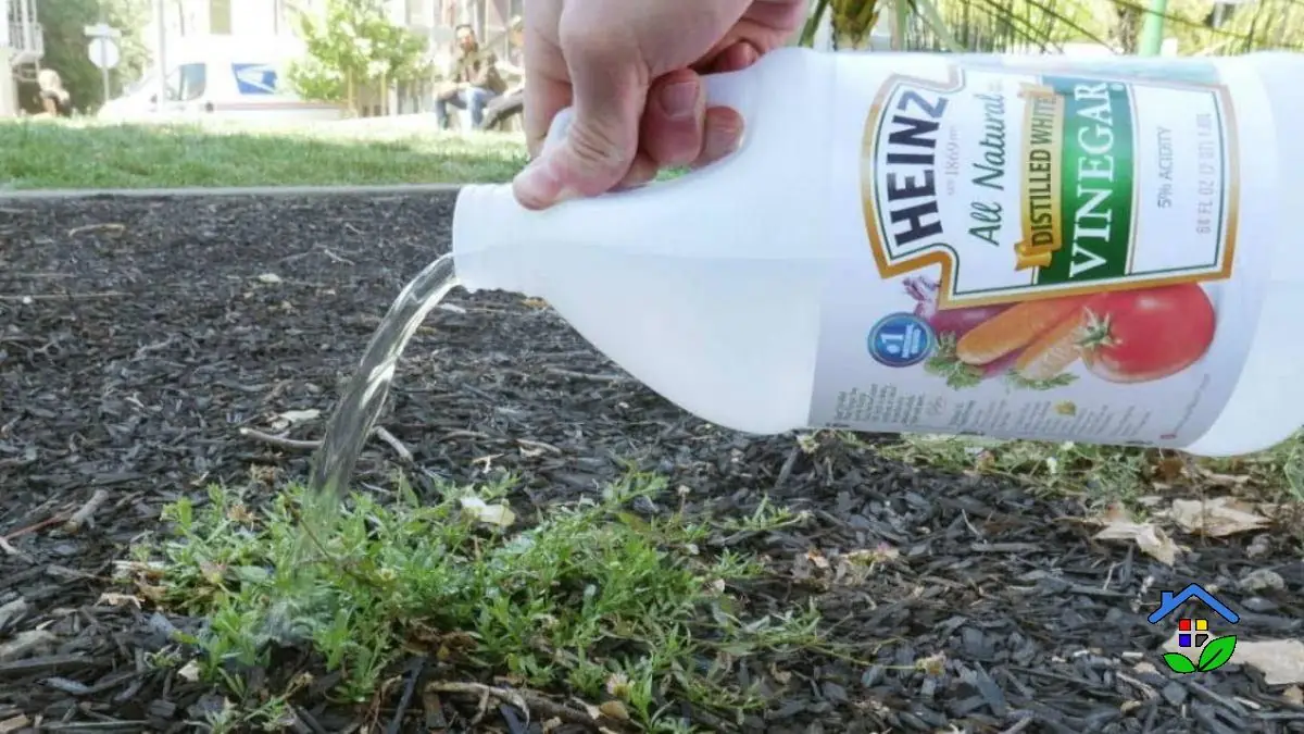 EcoFriendly Weedkiller Using White Vinegar for Weed Control